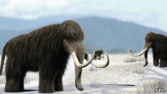 Intentaran Clonar A Un Mamut Lanudo Bbc News Mundo Una de las diferencias entre mamuts y mastodontes refiere a su alimentacion. intentaran clonar a un mamut lanudo