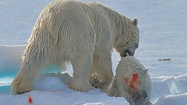 شکار خرس قطبی