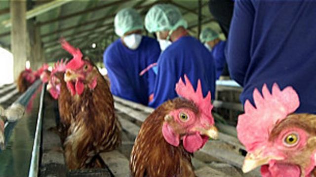 bird flu, avian influenza, flu burung