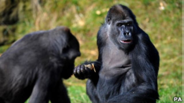 Ученые щекочут животных, выясняя природу смеха - BBC News Русская служба