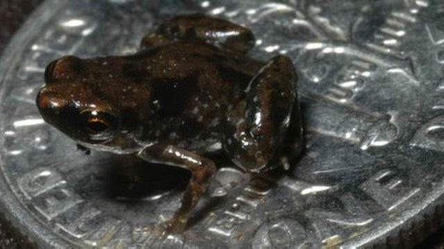 Katak Terkecil Ditemukan Di Papua Nugini Bbc News Indonesia Melihat perbedaan katak dengan kodok dalam hal fisiknya tak serta merta membuat katak lebih unggul daripada kodok. katak terkecil ditemukan di papua