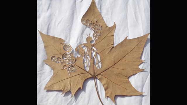 En fotos: Arte perforado en las hojas de los árboles - BBC News Mundo
