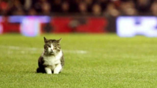 Kucing Liverpool tenar di Twitter - BBC News Indonesia