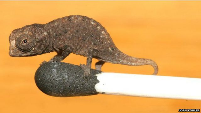 العثور على سحالي متناهية الصغر في مدغشقر Bbc News عربي