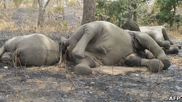 Eléphants massacrés