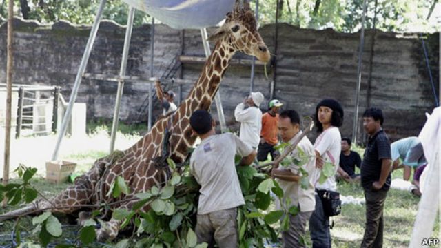 Lagi Hewan Mati Di Kebun Binatang Surabaya Bbc News Indonesia