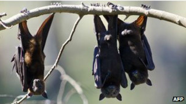 Serbuan kelelawar di Australia - BBC News Indonesia