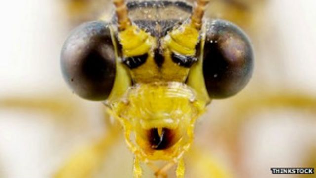 Las Empresas Recurren A Hormigas En Busca De Ganancias Bbc News Mundo