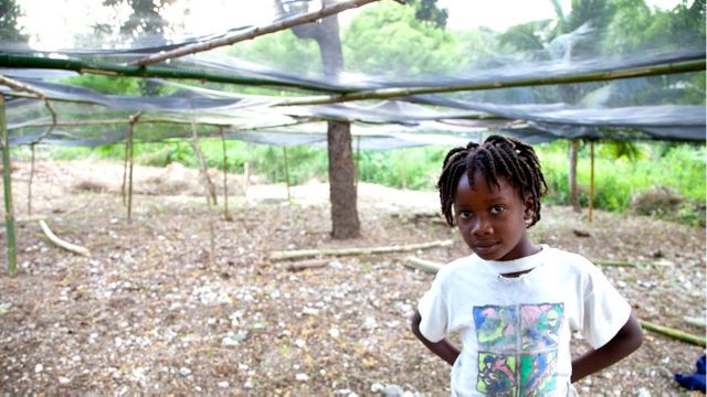 Miles de árboles para combatir la pobreza en Haití - BBC ...