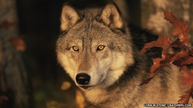 La difícil tarea de rastrear a una manada de lobos - BBC News Mundo