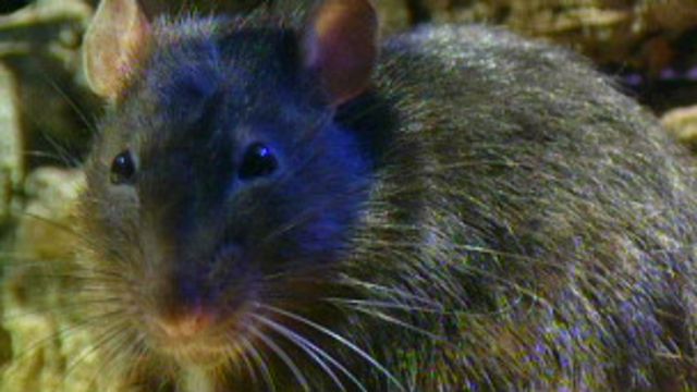 Las ratas, un problema político en Washington - BBC News Mundo