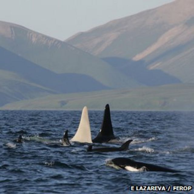 Orca branca adulta é vista 'pela primeira vez' na natureza - BBC News