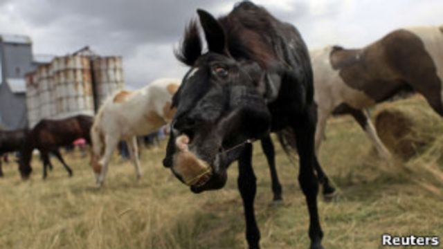 Cavalos | Foto: Reuters