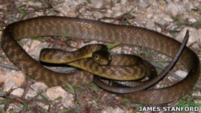 Invasao De Milhoes De Cobras Venenosas Ameaca Fauna Da Ilha De Guam Bbc News Brasil