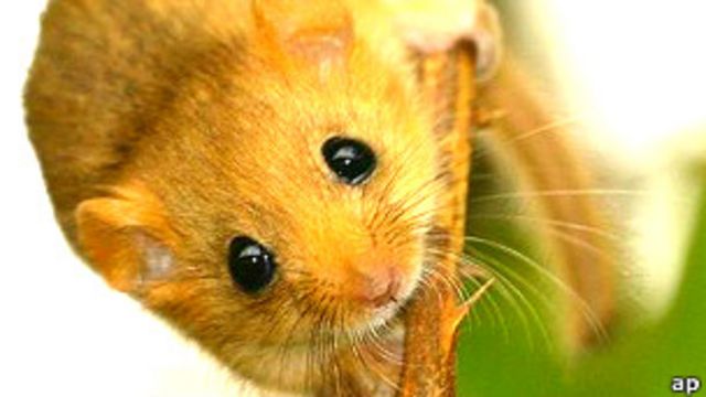 Los Roedores Usan Sus Bigotes Para Trepar Bbc News Mundo