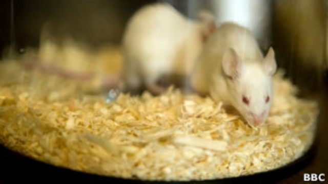 Ratos de laboratório usados em pesquisa médica (Foto: BBC)