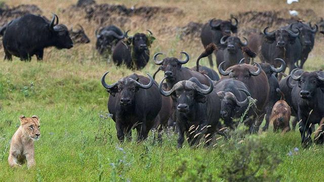 En fotos: sin miedo al rey de la selva - BBC News Mundo