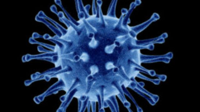 Lo Que Podria Llevar A Una Pandemia De Gripe Aviar En Humanos Bbc News Mundo