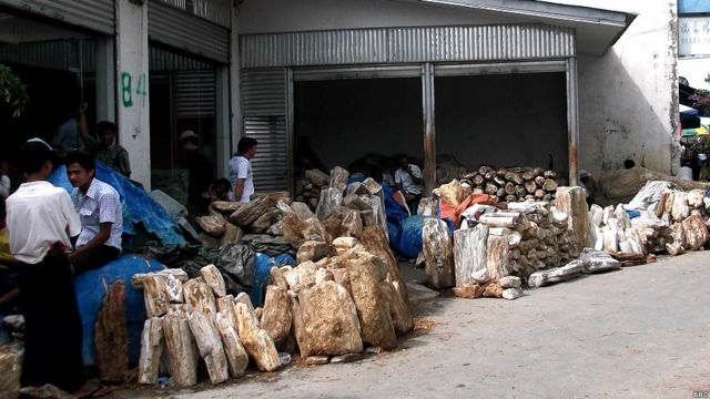 Ingjin Stone, Wood Fossil from Burma to China