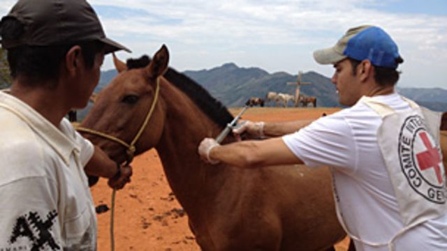 Un consultor del CICR vacuna a un caballo en El Chirriadero, Cauca
