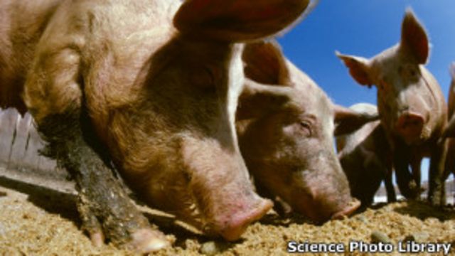 Американского фермера съели его собственные свиньи - BBC News Русская служба