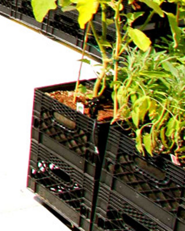 Cajas de plástico utilizadas para plantar verduras