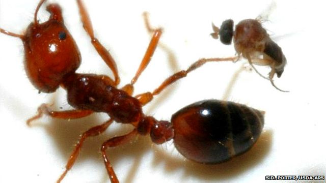 excusa Cambiable Pase para saber La mosca argentina que decapita hormigas invasoras en EE.UU. - BBC News  Mundo