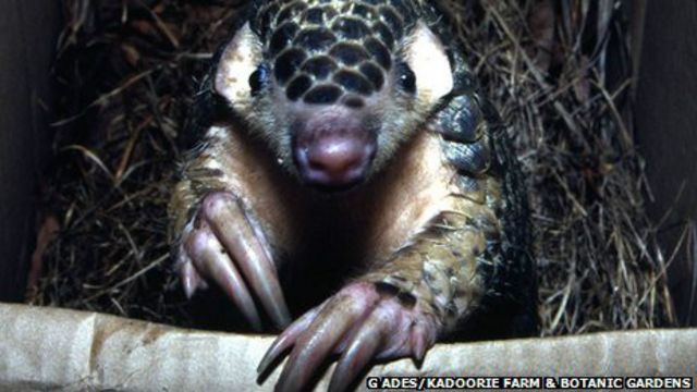 記者來鴻 餐桌 穿山甲的墳墓 c News 中文