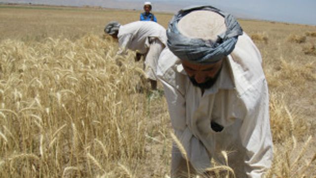 دولت افغانستان ۱۱۵ مکتب برای آموزش کشاورزان می سازد Bbc News فارسی