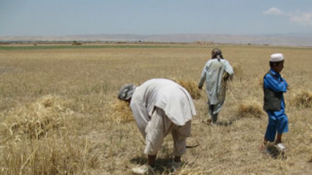 جایگاه زراعت در اقتصاد افغانستان Bbc News فارسی