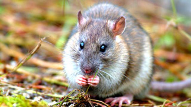 La madre de todas las batallas contra las ratas del Atlántico Sur - BBC  News Mundo