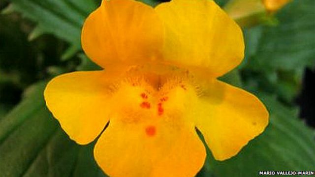 Nueva especie de flor
