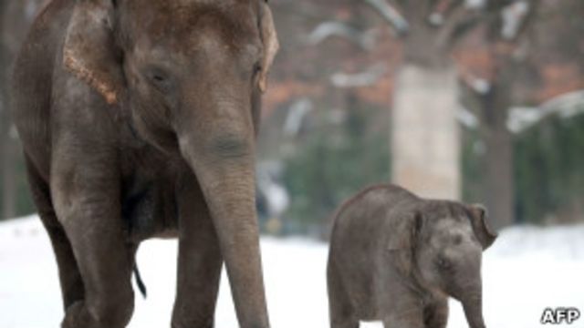 Слоны в зоопарке Берлина