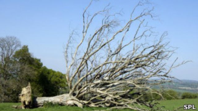El misterio detrás de la muerte prematura de los árboles viejos - BBC News  Mundo