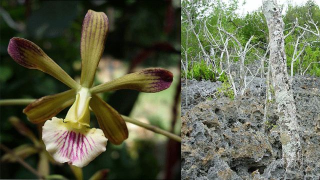 Descubren dos nuevas especies de orquídea en Cuba - BBC News Mundo