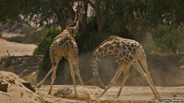 Las jirafas macho se pelean, las hembras se hacen amigas - BBC News Mundo
