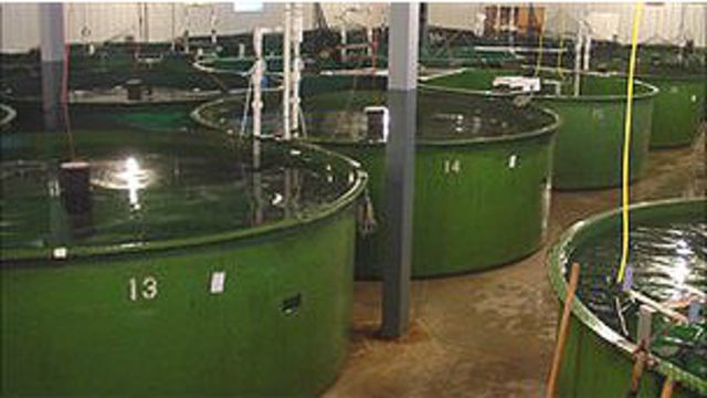 Tanques de cría de salmones genéticamente modificados
