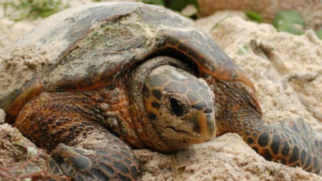 La sorprendente vida sexual de las tortugas carey - BBC News Mundo