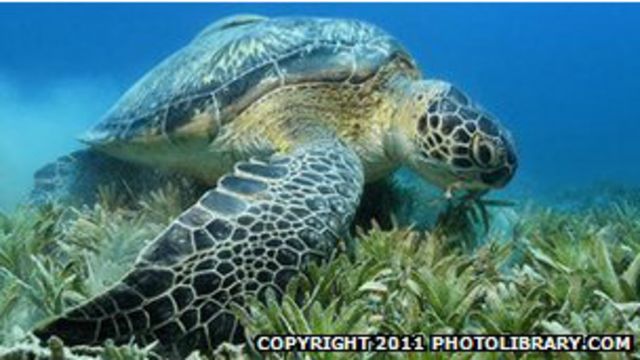 La sorprendente vida sexual de las tortugas carey - BBC News Mundo