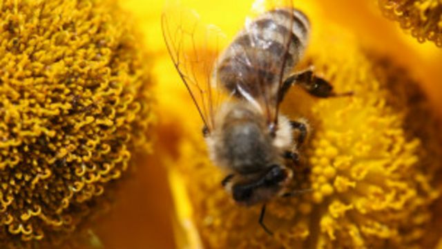 Бджоли на грані вимирання