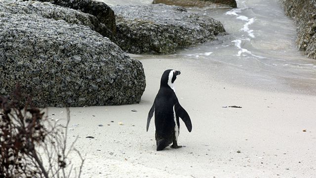 Pingüino africano