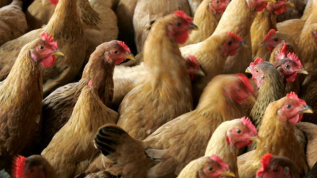 La grippe aviaire est transmissible de la volaille à l'homme.