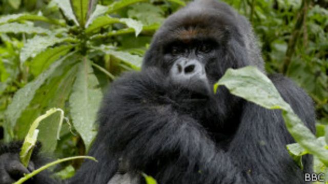 Un gorille de montagne dans le parc des Virunga