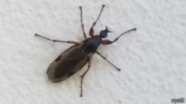 Биологи: черные жуки, заполонившие Москву, безвредны - BBC News Русская  служба