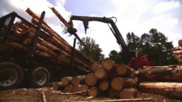 La paradoja de quemar árboles para proteger al medio ambiente - BBC News  Mundo