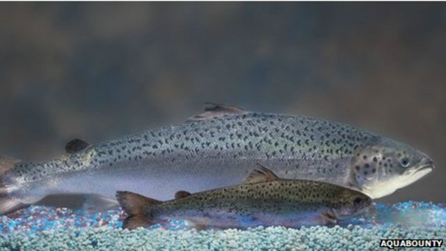 Comparación de un salmón transgénico frente a uno natural de la misma edad. 