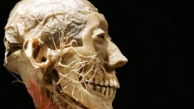 الموتى الأحياء طريقة تحنيط جديدة تحسن مهارات الجراحة Bbc News عربي