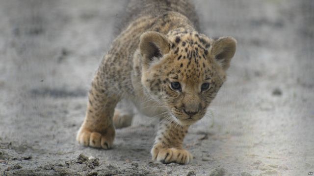 AP