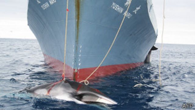 Japón caza de ballenas