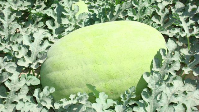 میوه های تازه افغانستان Bbc News فارسی